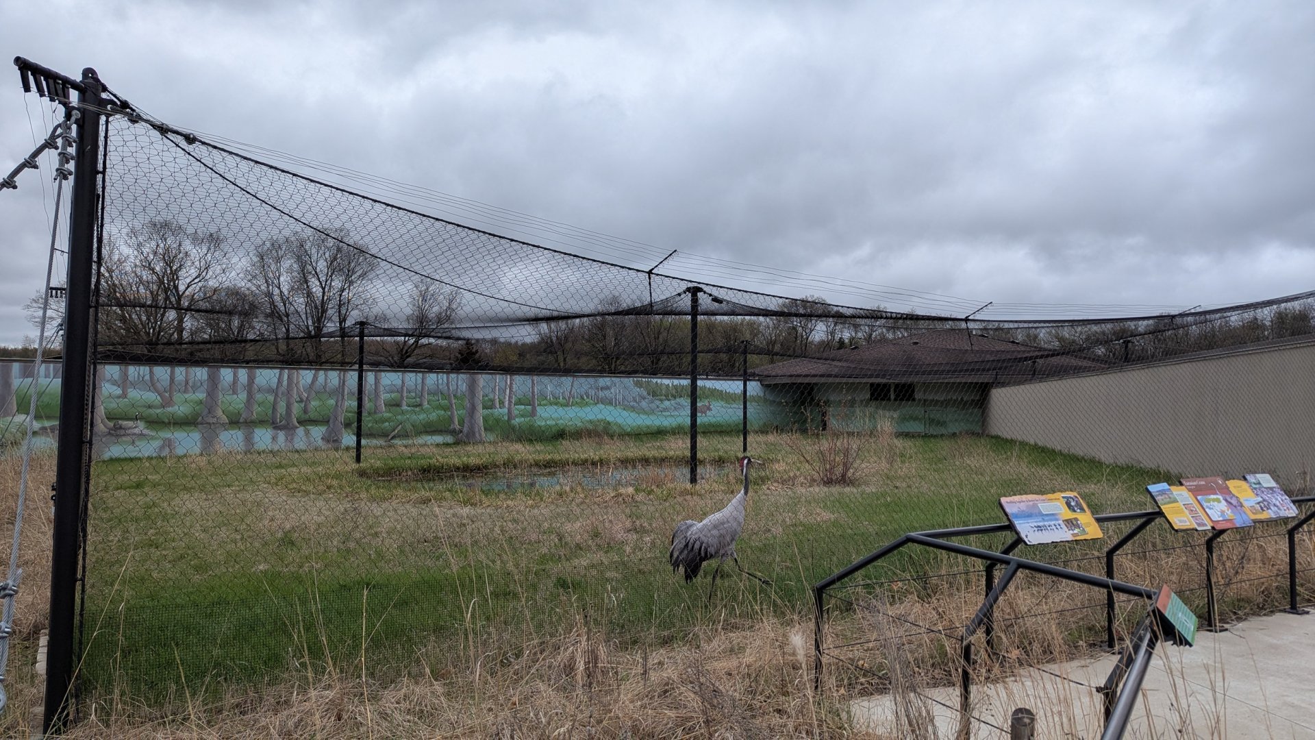 Eurasian crane exhibit