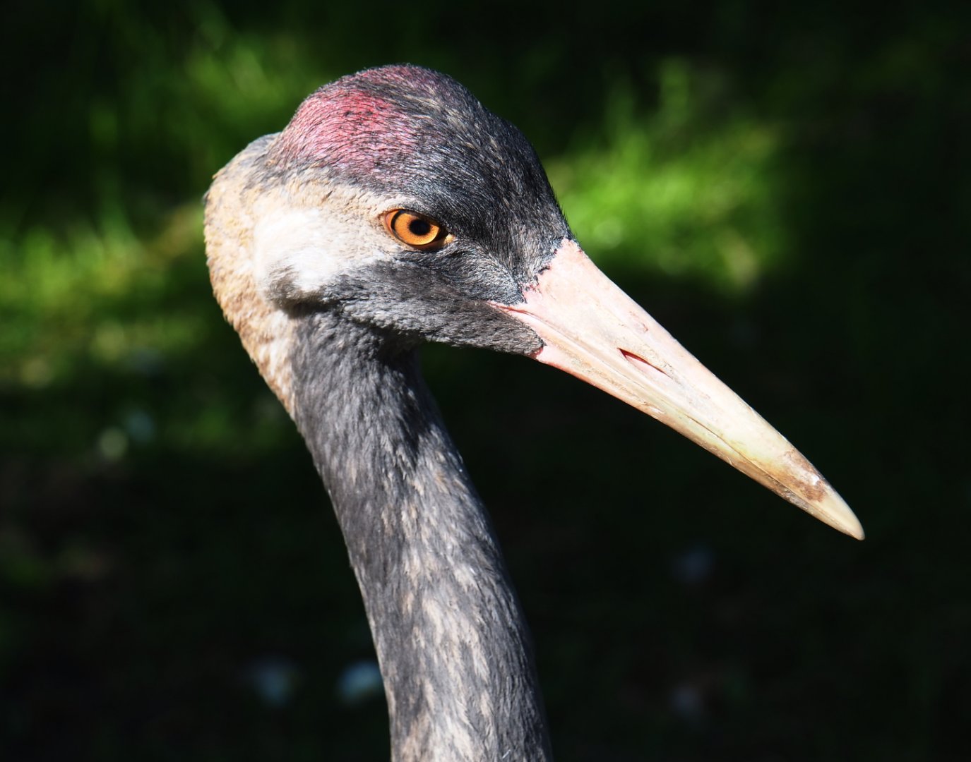 Eurasian crane (Grus grus grus), 2019-06-01