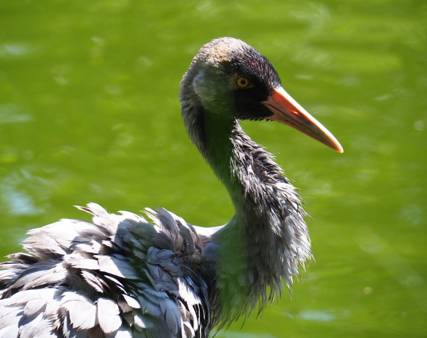Eurasian crane (Grus grus grus), 2019-06-01