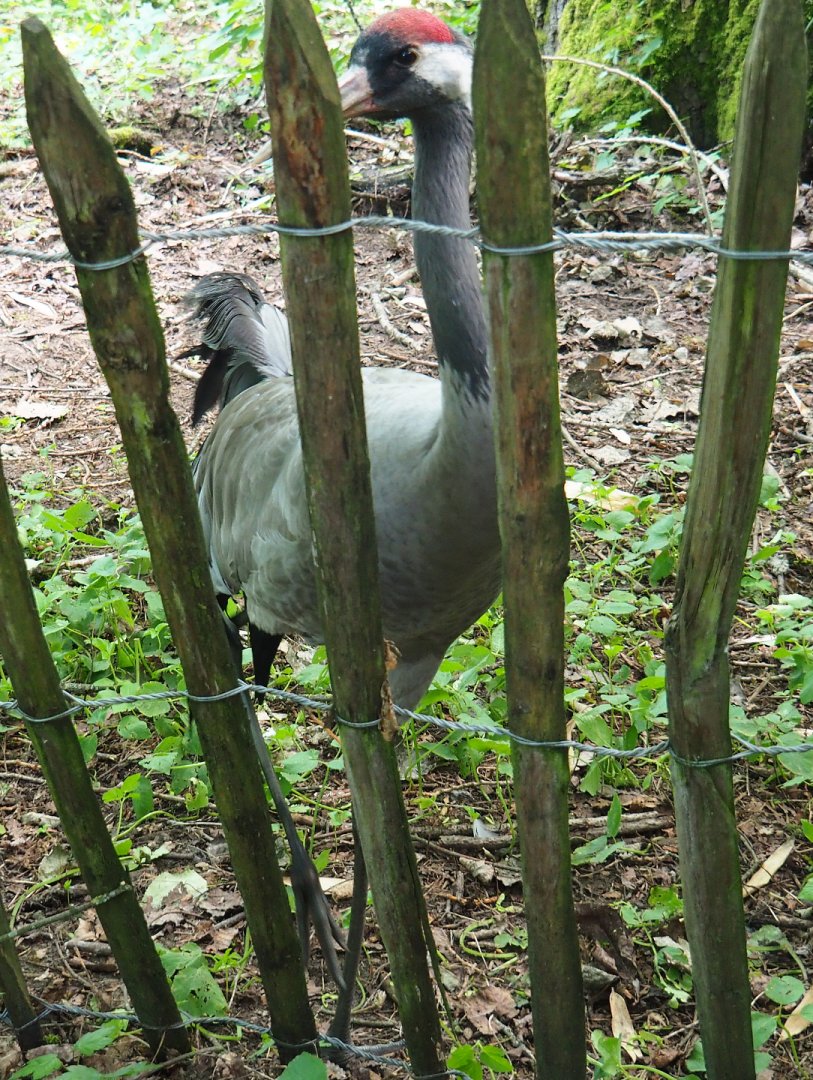 Eurasian crane (Grus grus grus), 2020-06-20