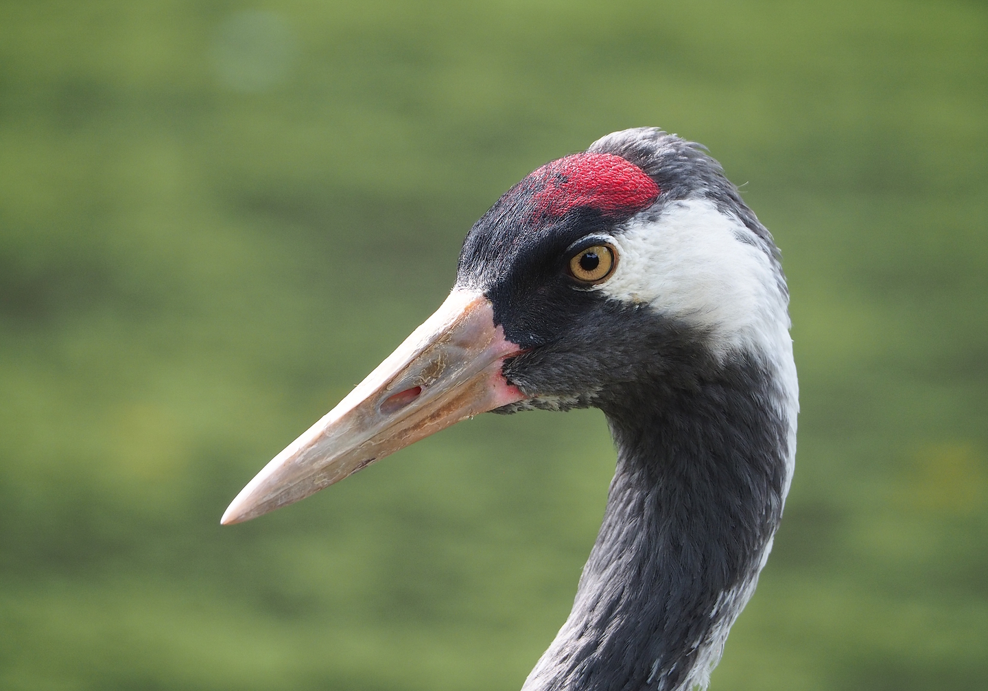 Eurasian crane (Grus grus grus), 2022-08-20