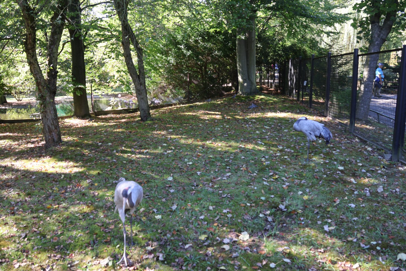 Eurasian Crane (Grus grus grus)