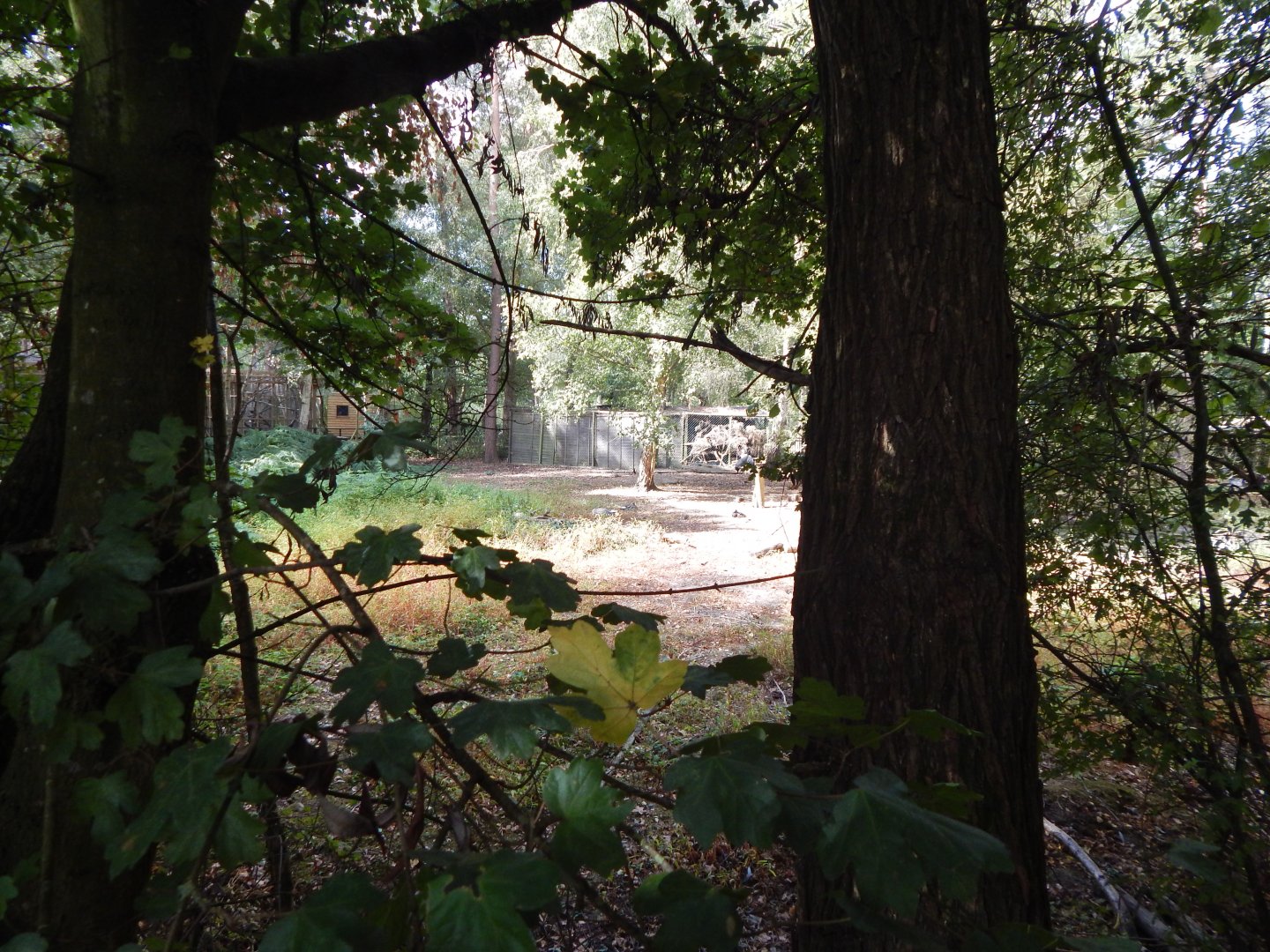 Eurasian crane habitat 030924