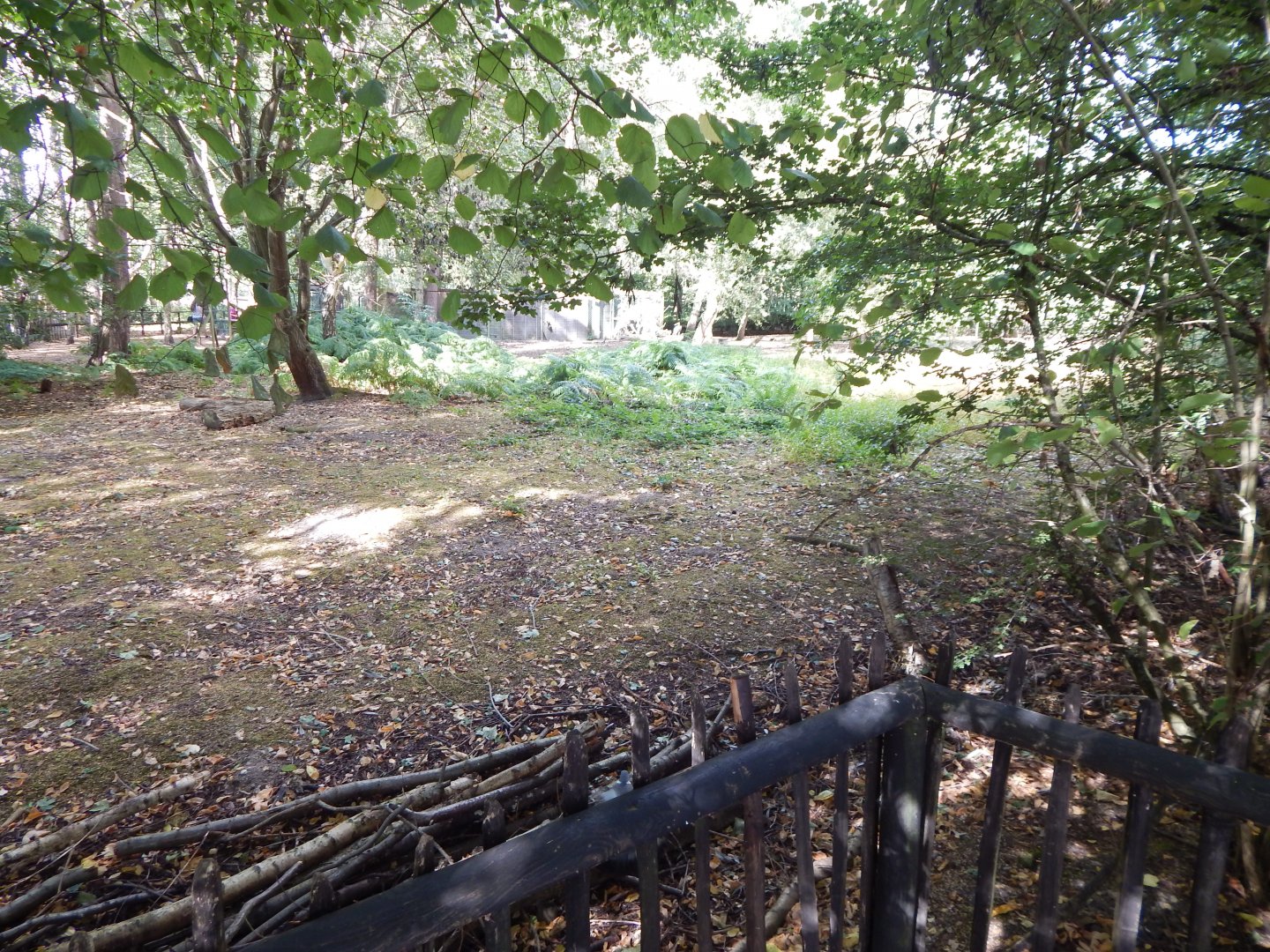 Eurasian crane habitat 030924