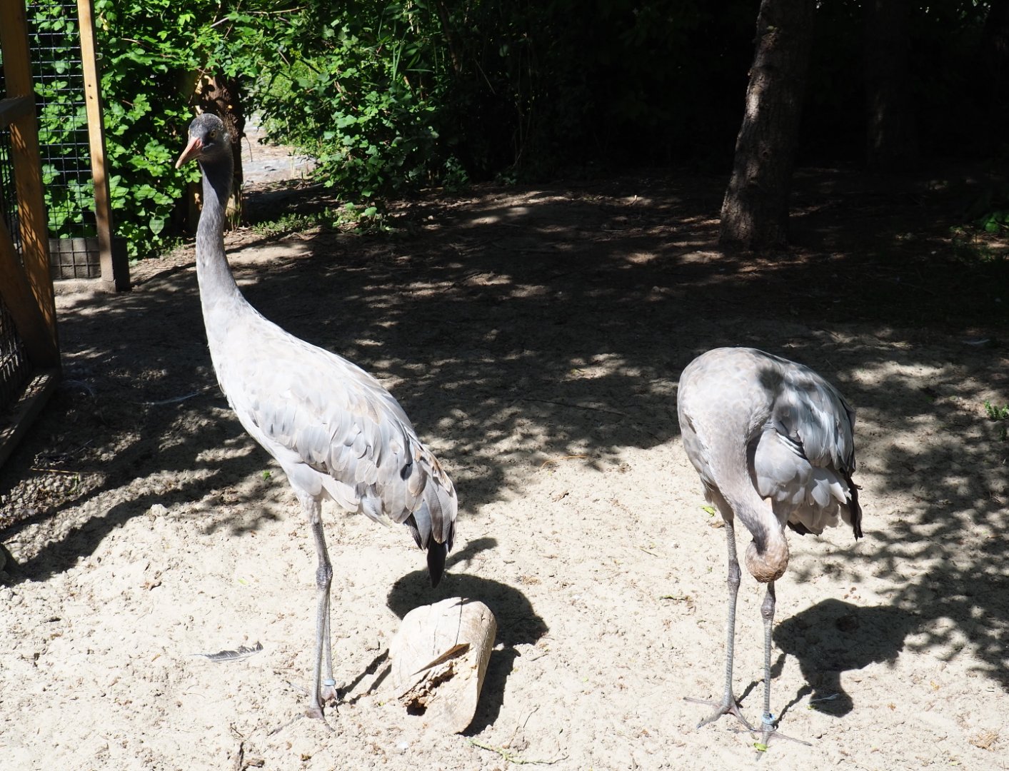 Eurasian crane pair (Grus grus grus), 2019-06-01