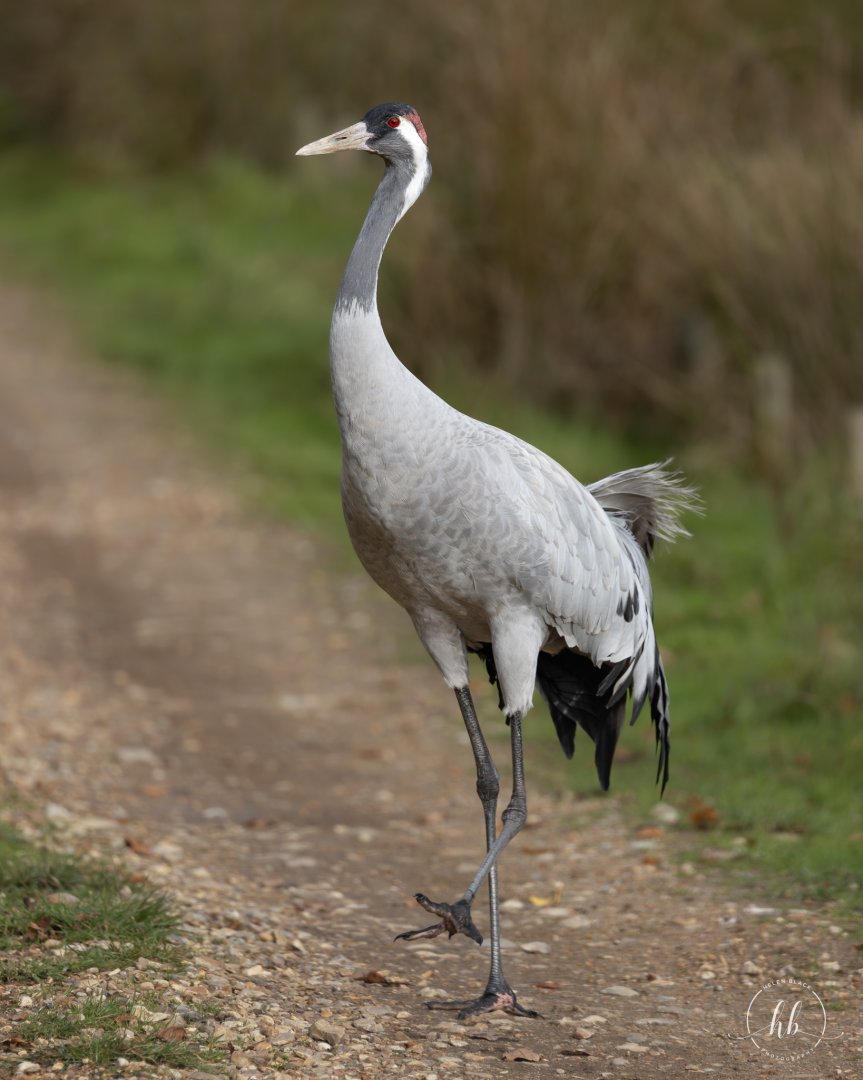 Eurasian Crane / Watatunga / 20-11-24