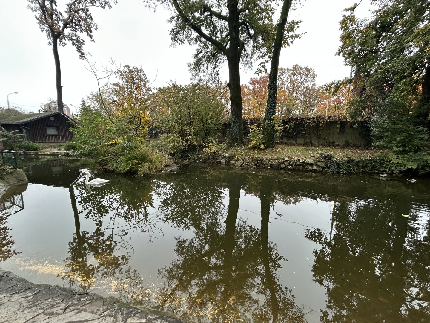 Eurasian Crane, White Stork & Trumpeter Swan Exhibit