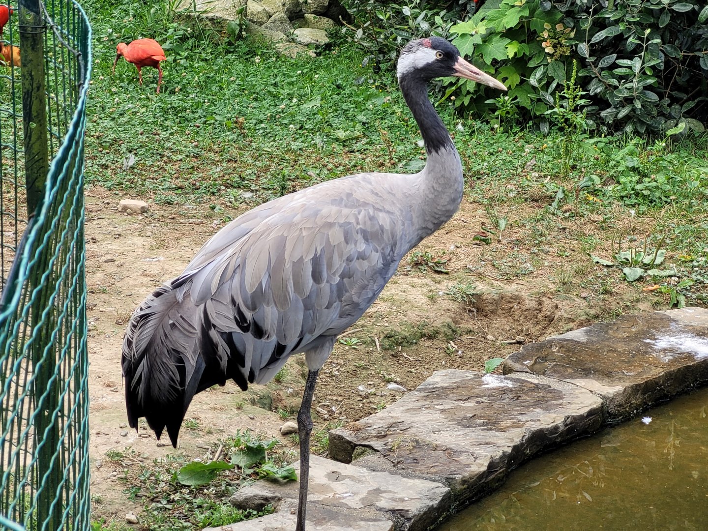 Eurasian crane -Zoo de Labenne (2024)