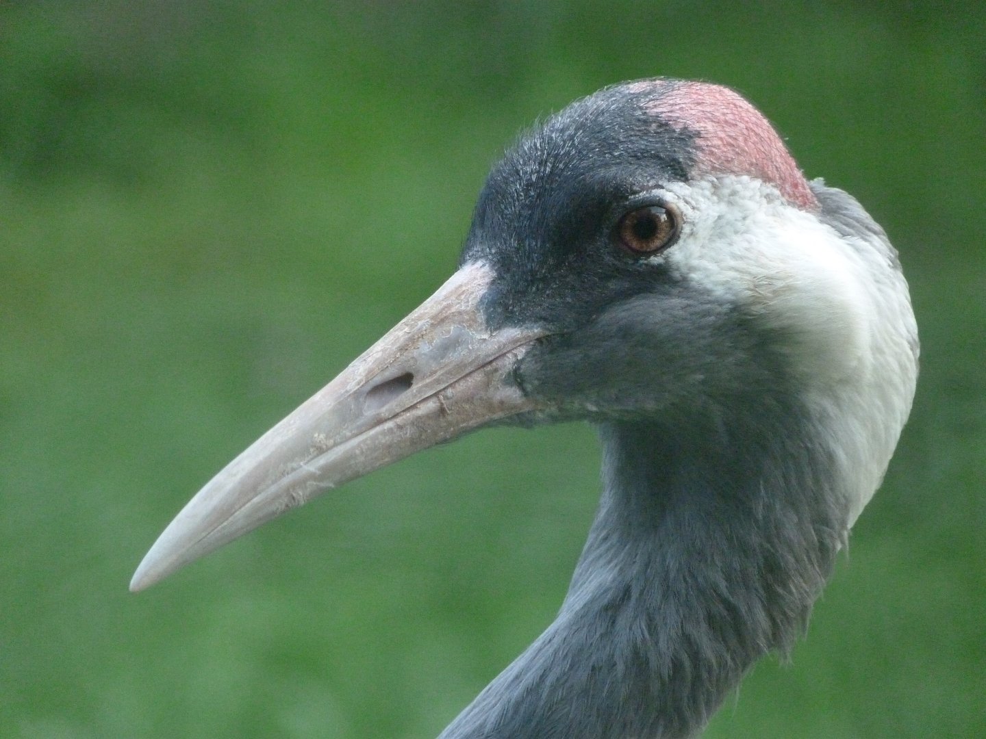 Eurasian crane -Zoo de Santillana del Mar (2024)
