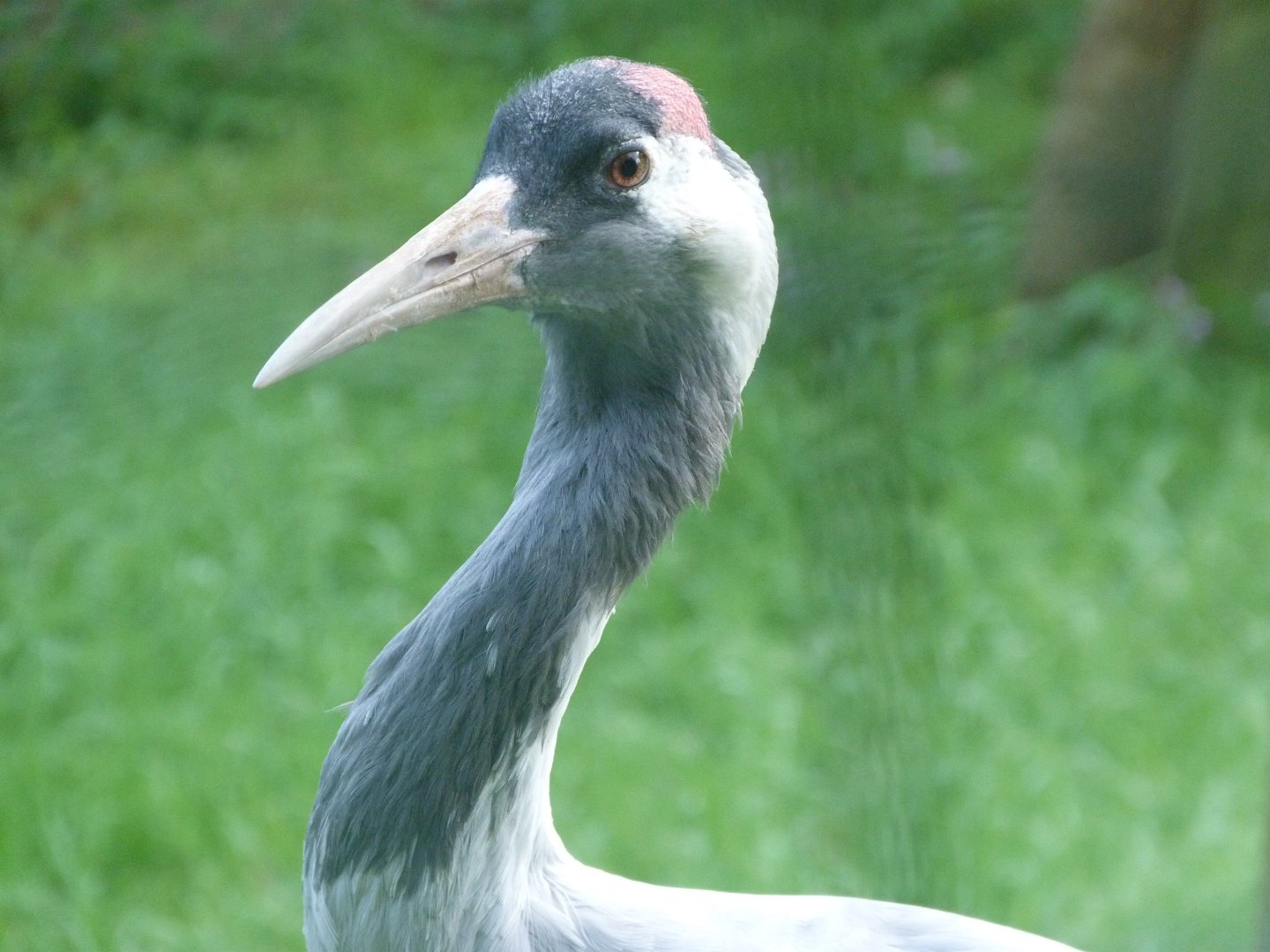 Eurasian crane -Zoo de Santillana del Mar (2024)