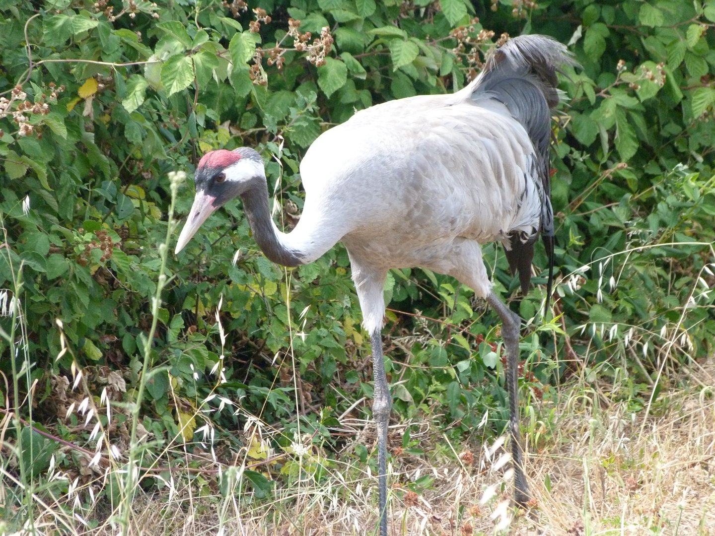 Eurasian crane -Zoodyssée (2025)
