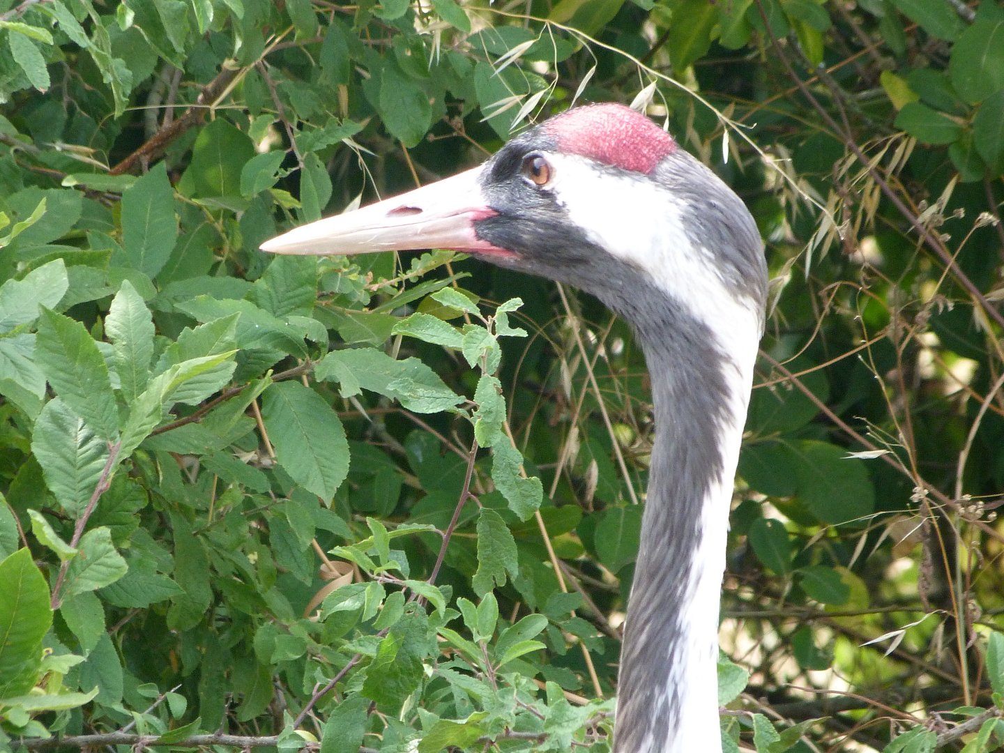 Eurasian crane -Zoodyssée (2025)