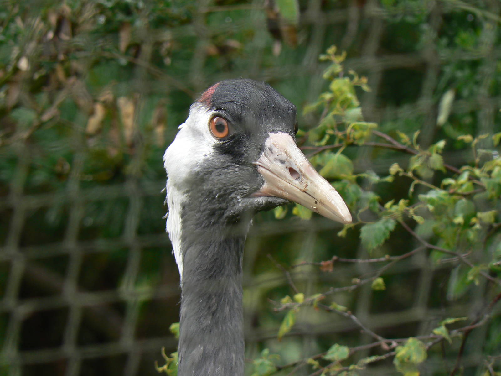 Eurasian Crane