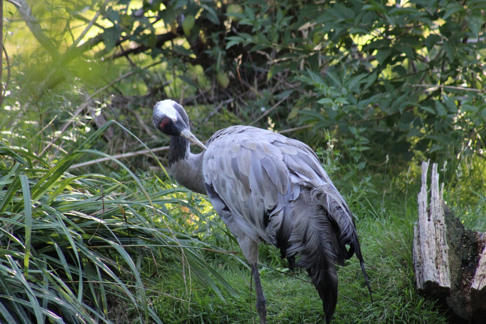 Eurasian Crane
