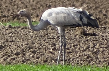 Eurasian Crane