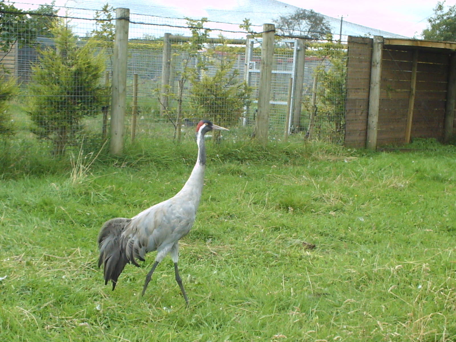 Eurasian Crane
