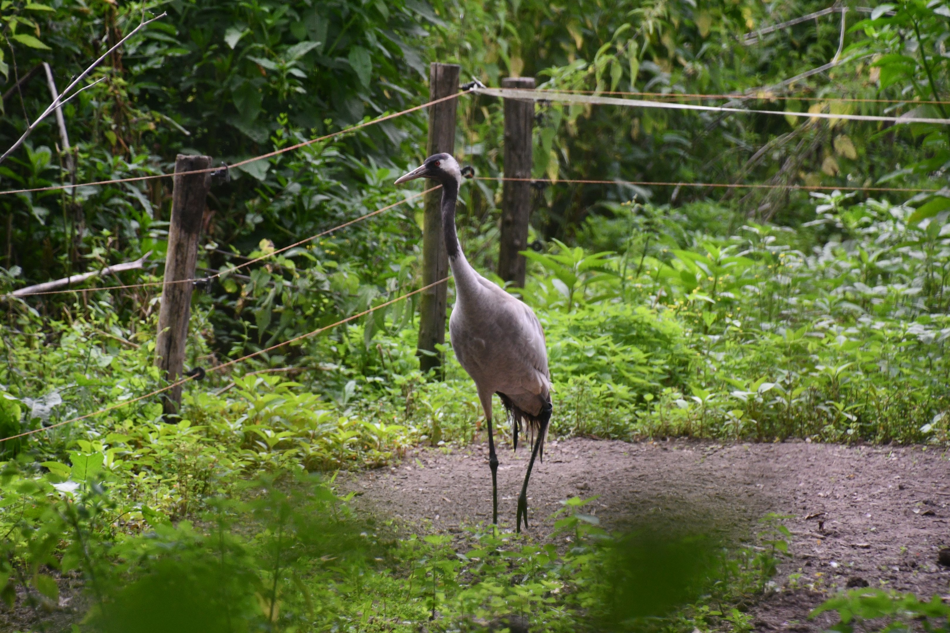 Eurasian Crane