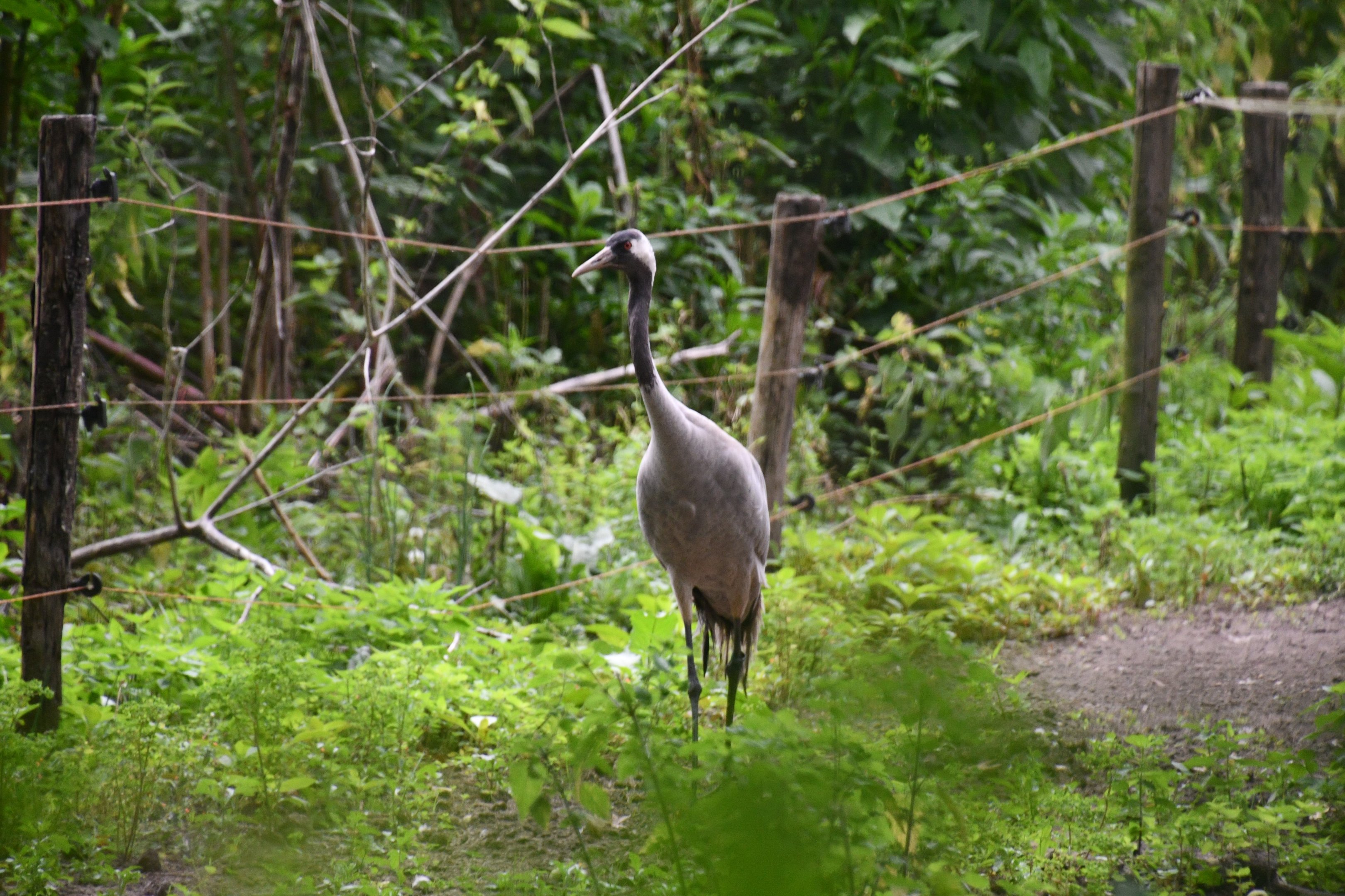 Eurasian Crane