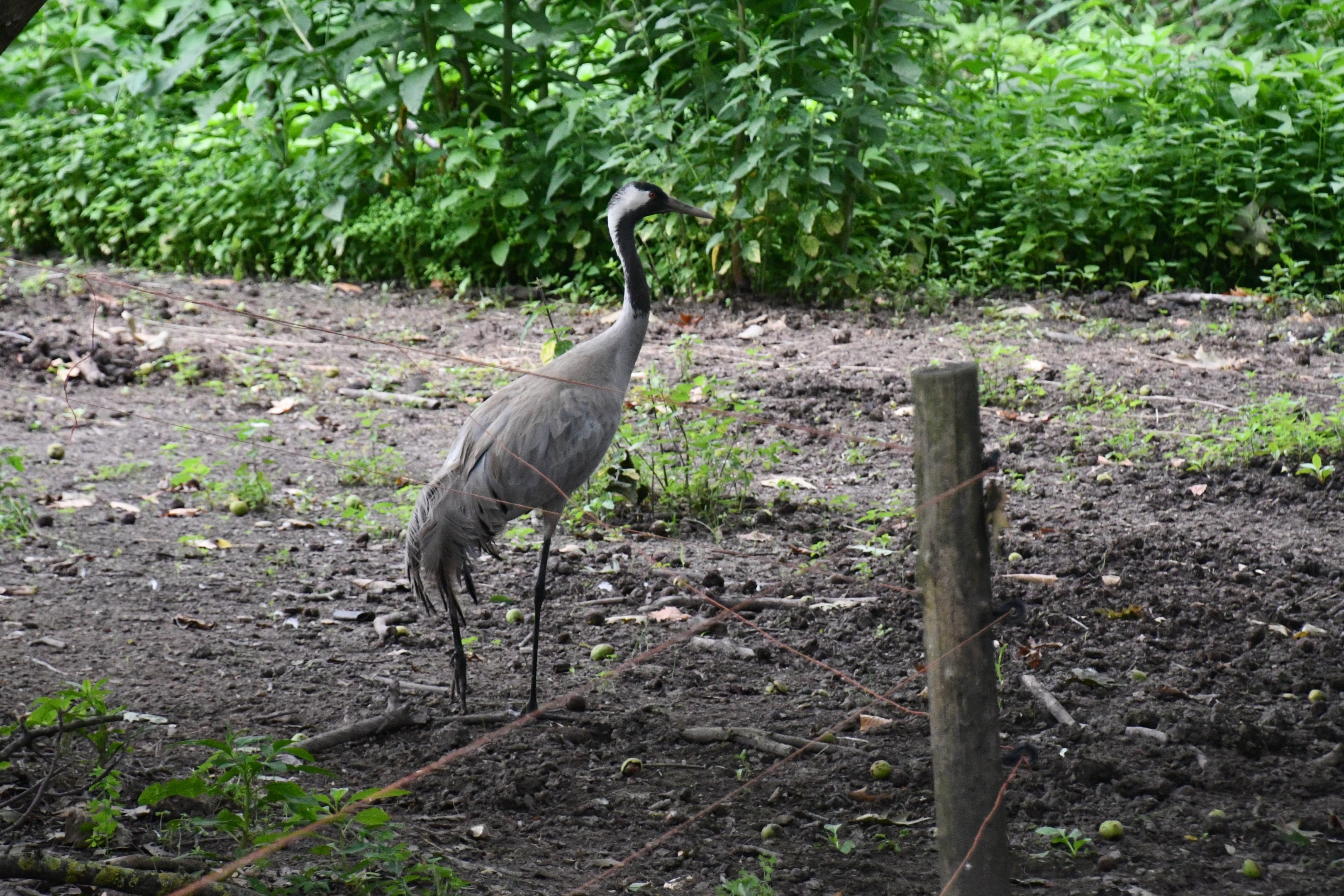 Eurasian Crane
