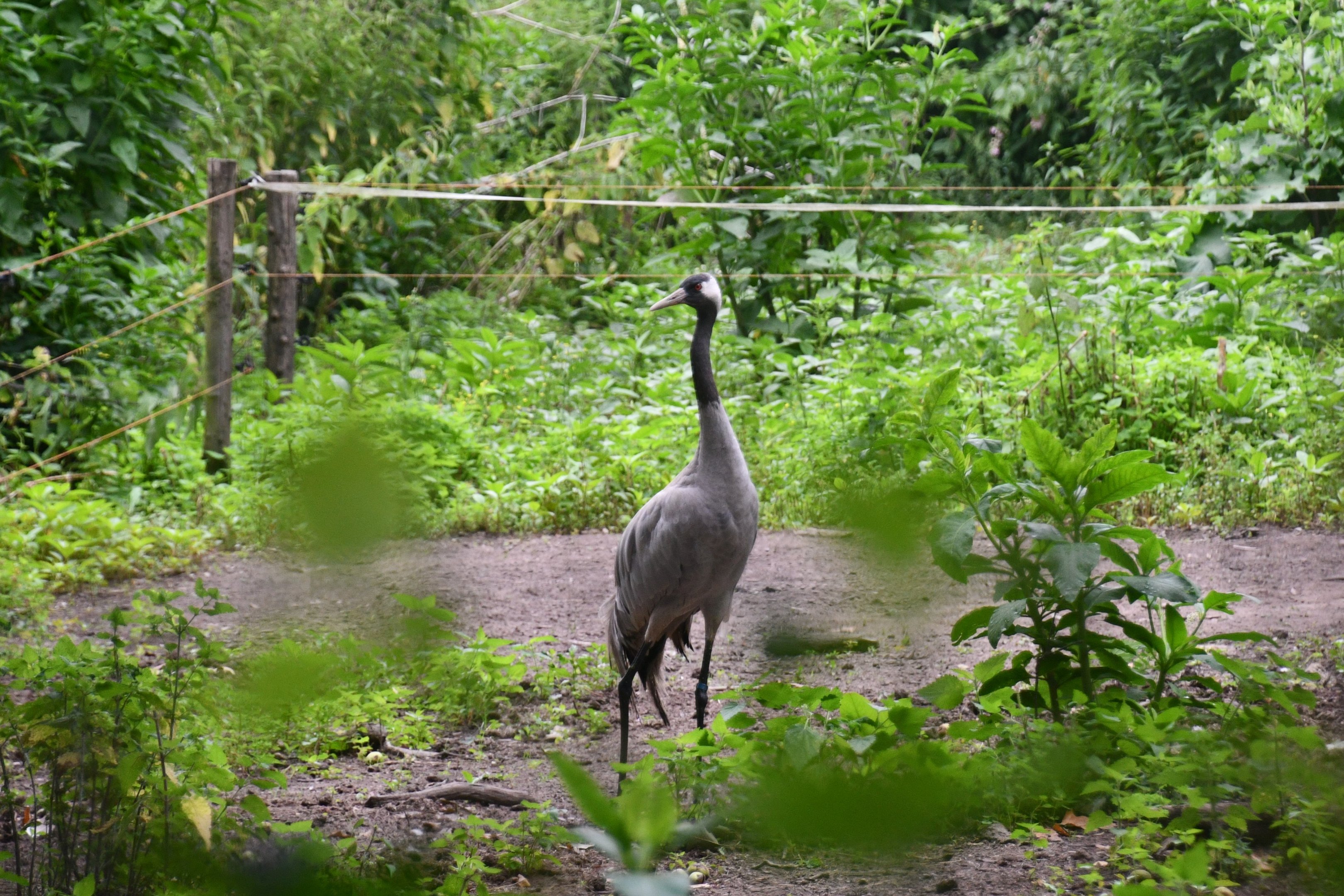 Eurasian Crane