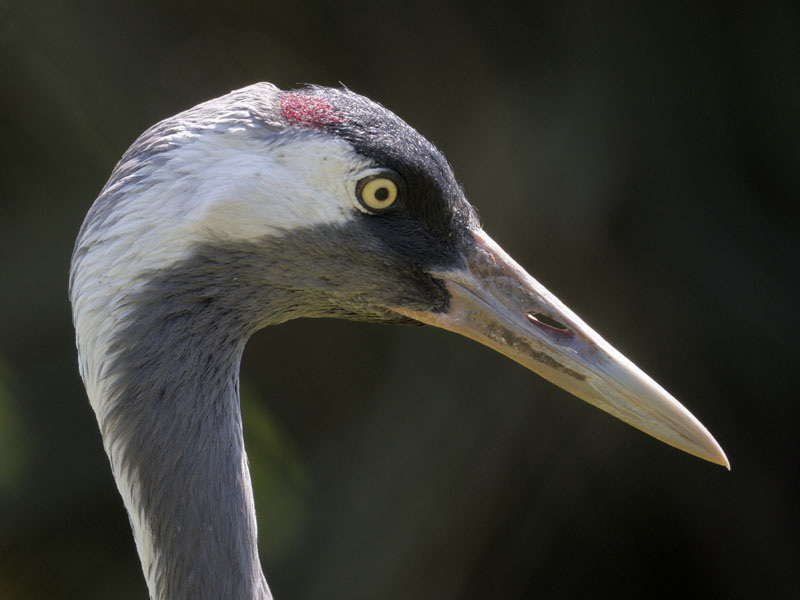 Eurasian crane