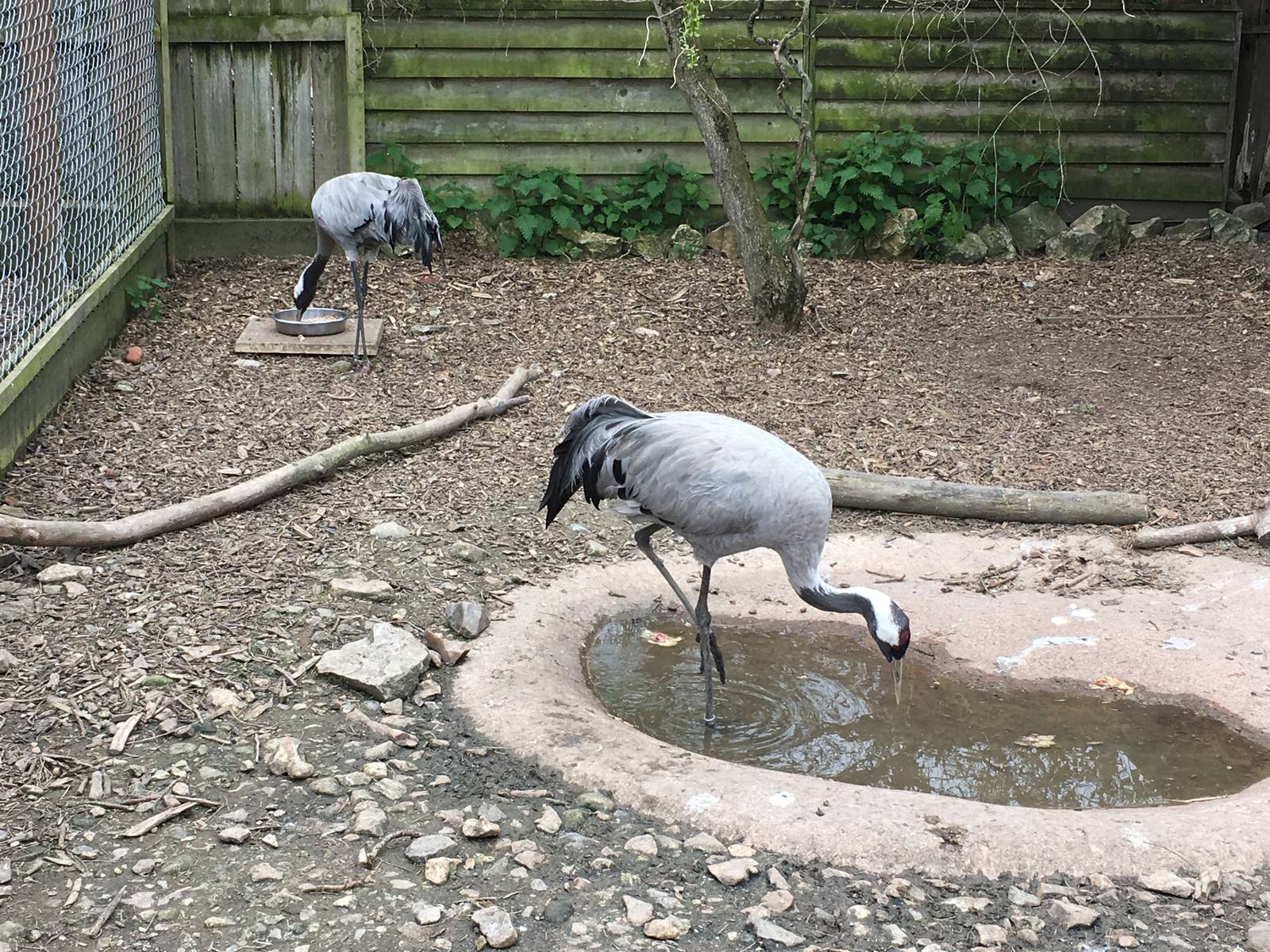 Eurasian Cranes 010516