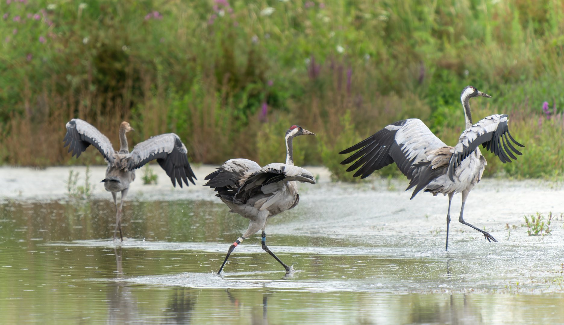 Eurasian cranes and juvenile, wild, UK