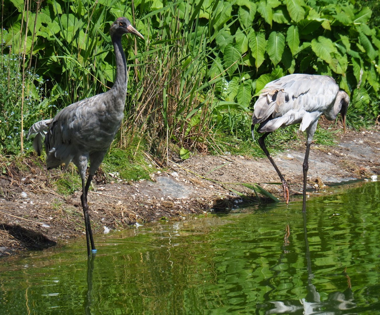 Eurasian cranes at the waterside (Grus grus grus), 2019-06-01