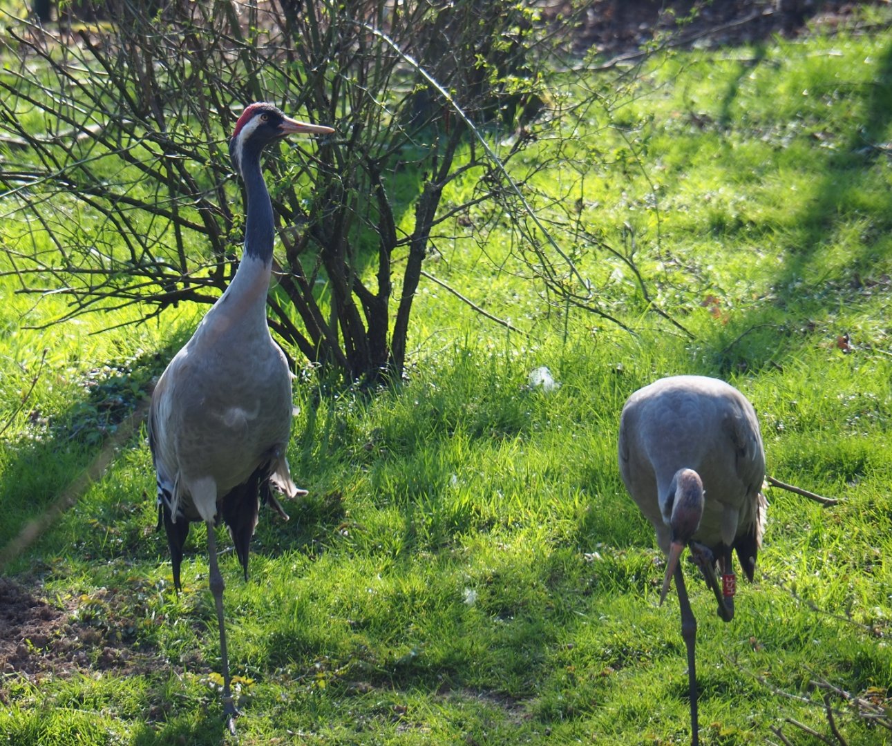 Eurasian cranes (Grus grus grus), 2019-03-30