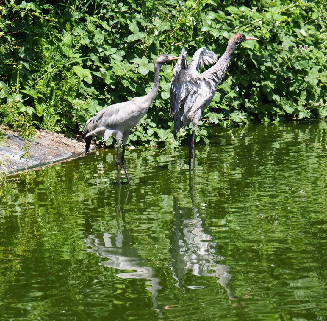 Eurasian cranes (Grus grus grus), 2019-06-01