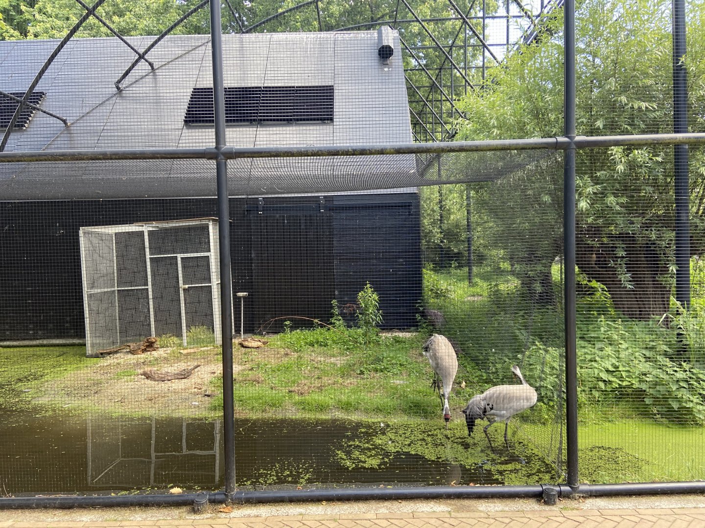 Eurasian cranes in the polder aviary - small section by the Artis entrance end