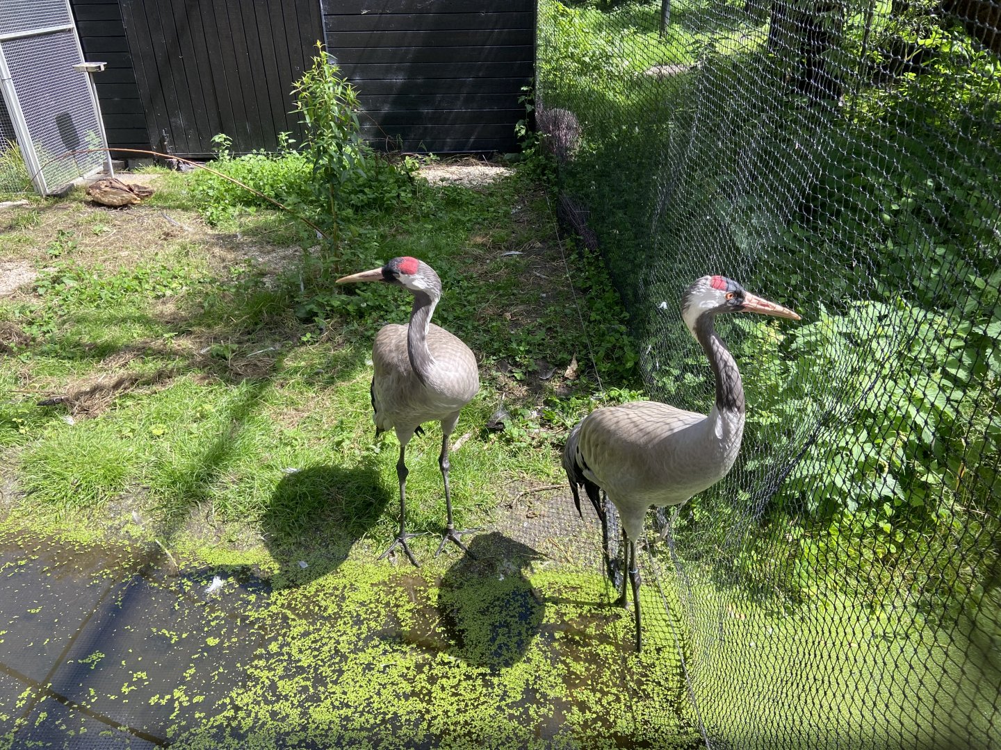 Eurasian cranes in the polder aviary - small section by the Artis entrance end