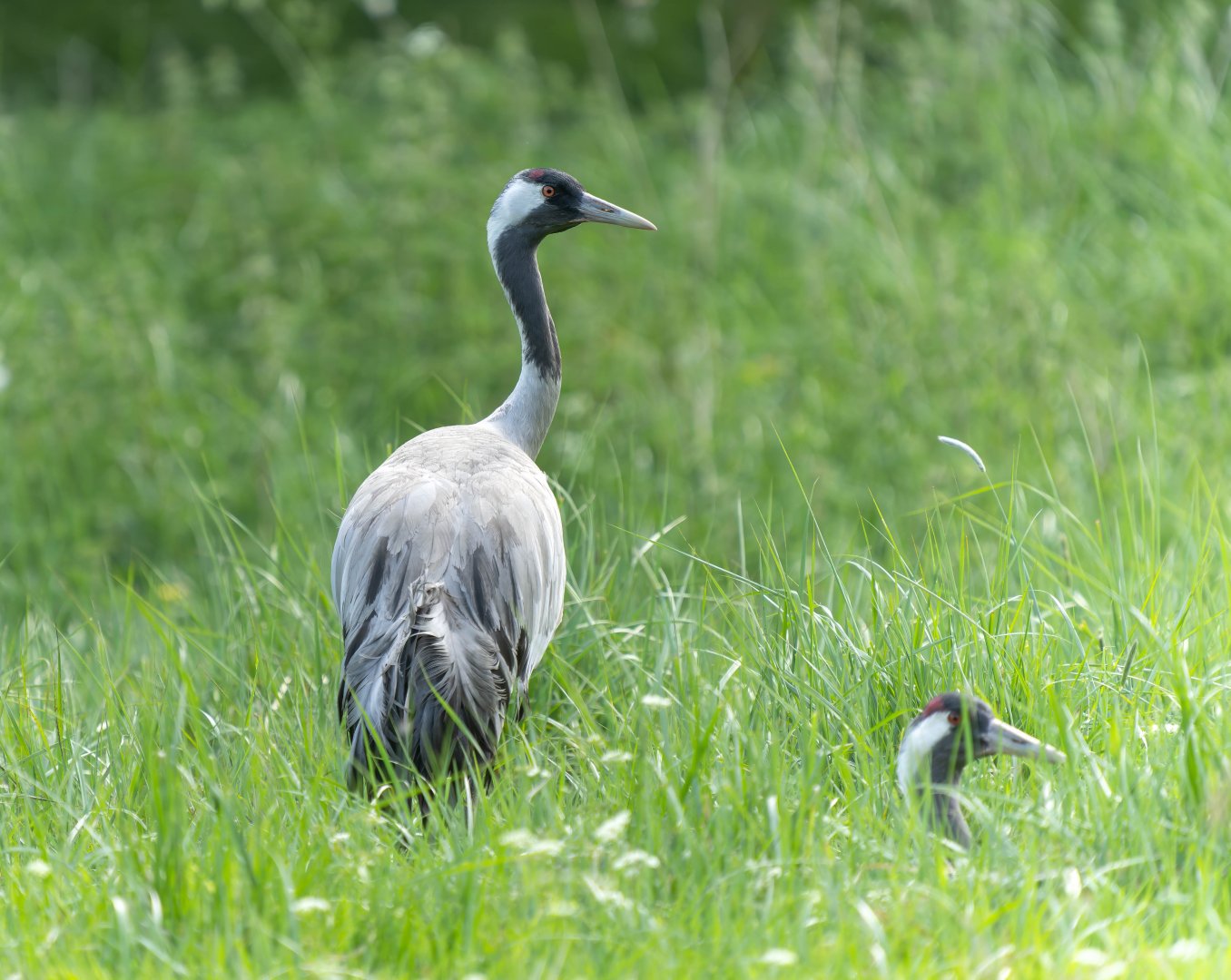 Eurasian cranes, Watatunga, UK
