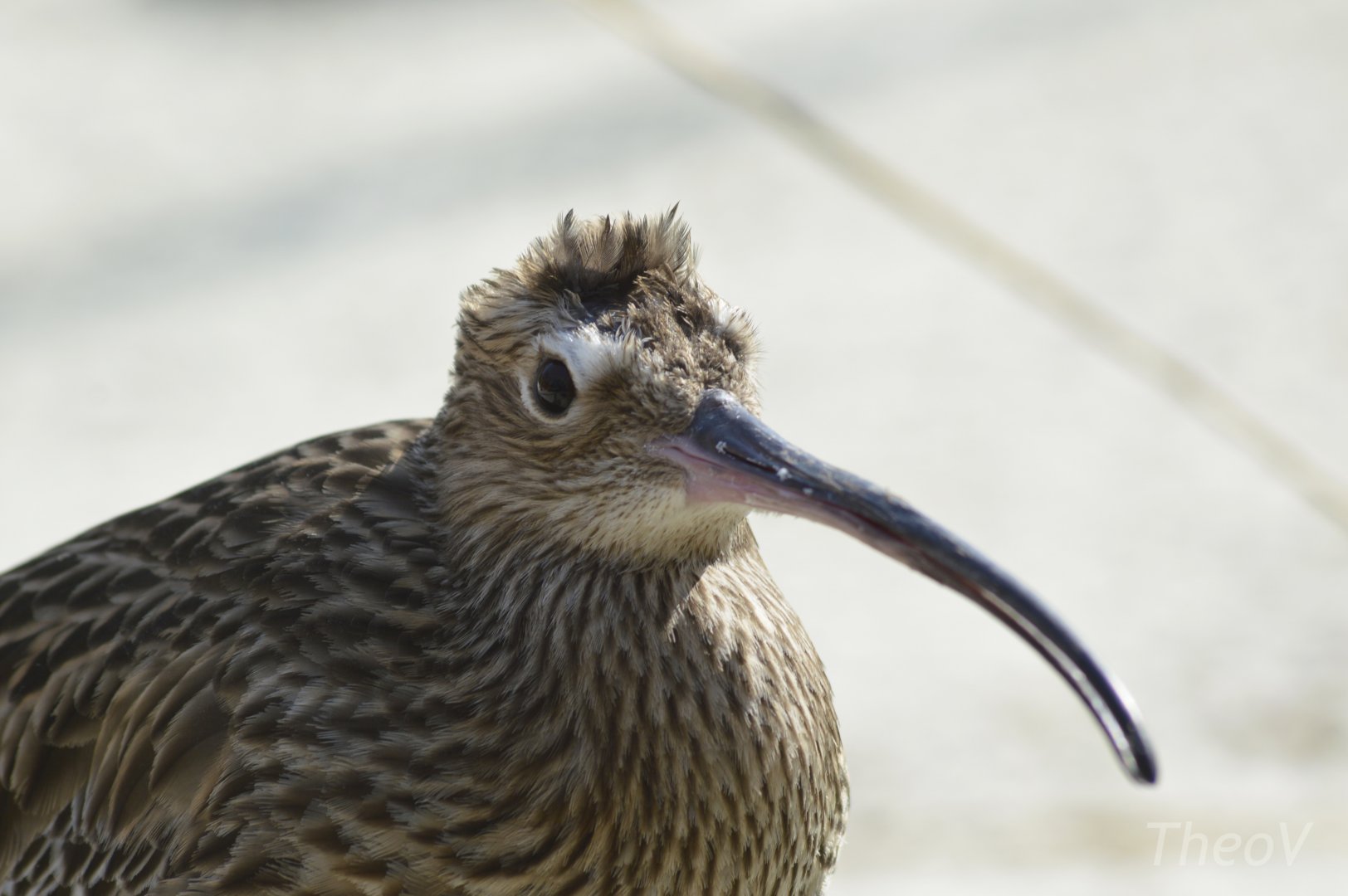 Eurasian curlew [2018]