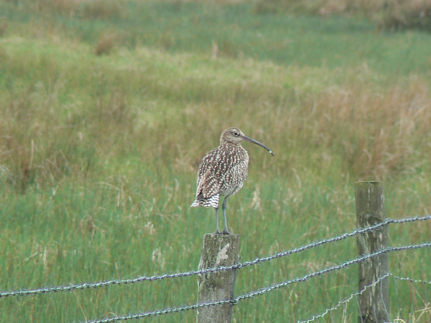 Eurasian Curlew - 30 May 2017, Upper Teesdale