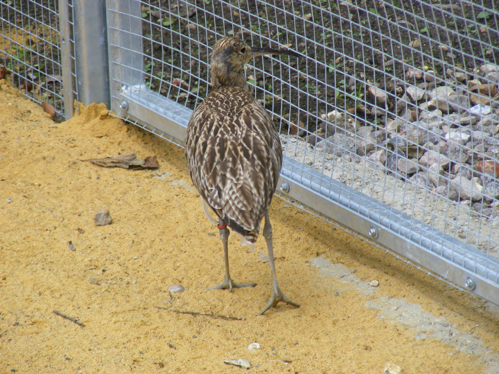 Eurasian curlew at Birdworld, 1 July 2011