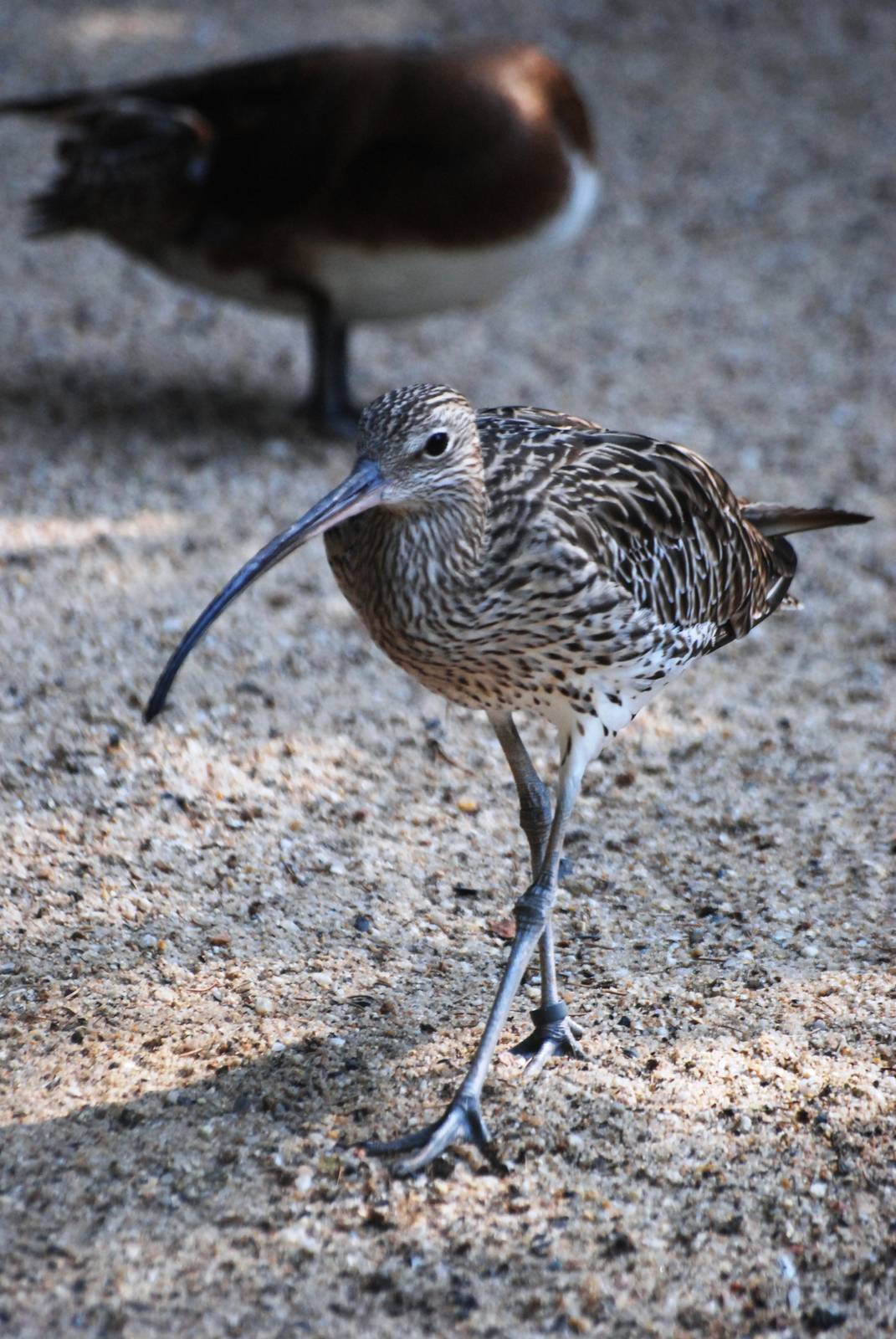 Eurasian Curlew at Dresden, 29/08/12