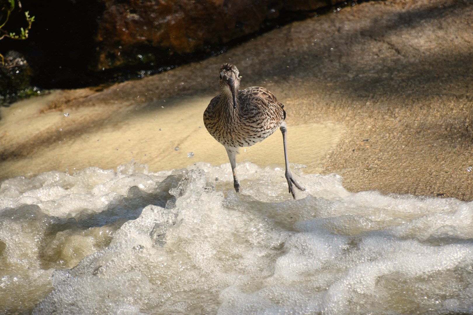 Eurasian curlew in the wash, Numenius arquata