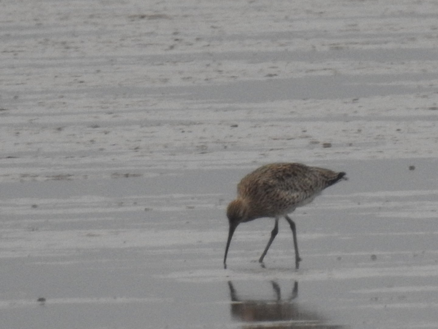 Eurasian Curlew - Norfolk Broads Oct 17
