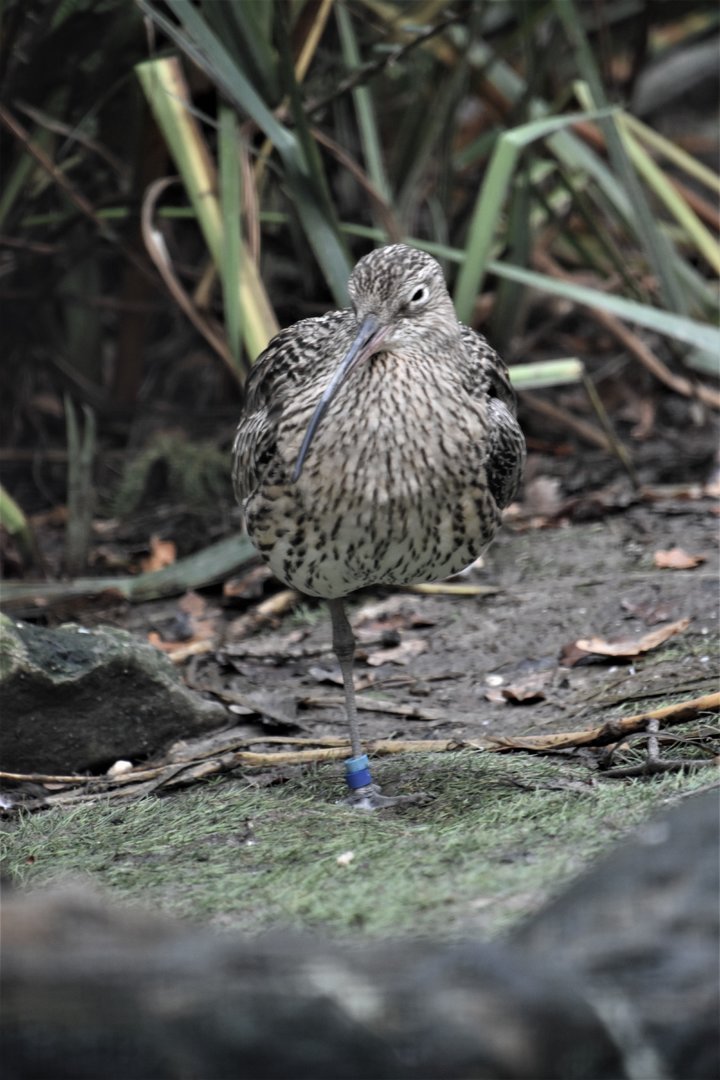 Eurasian curlew, Numenius arquata
