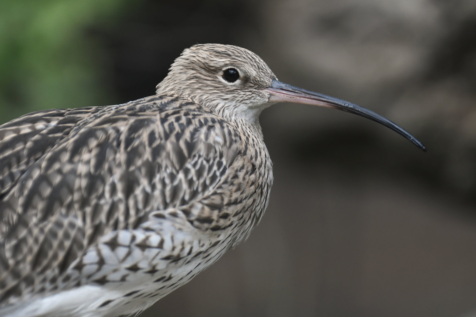 Eurasian Curlew Numenius arquata