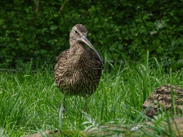 Eurasian curlew (Numenius arquata)