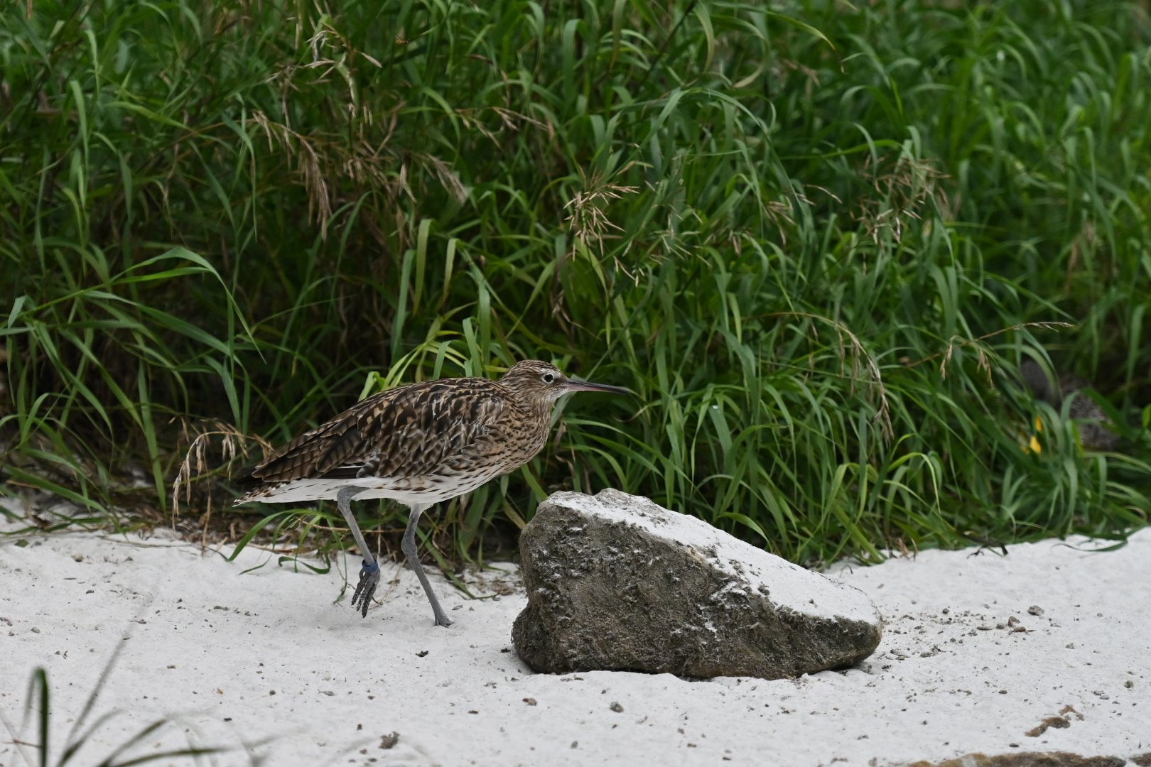 Eurasian Curlew Numenius arquata