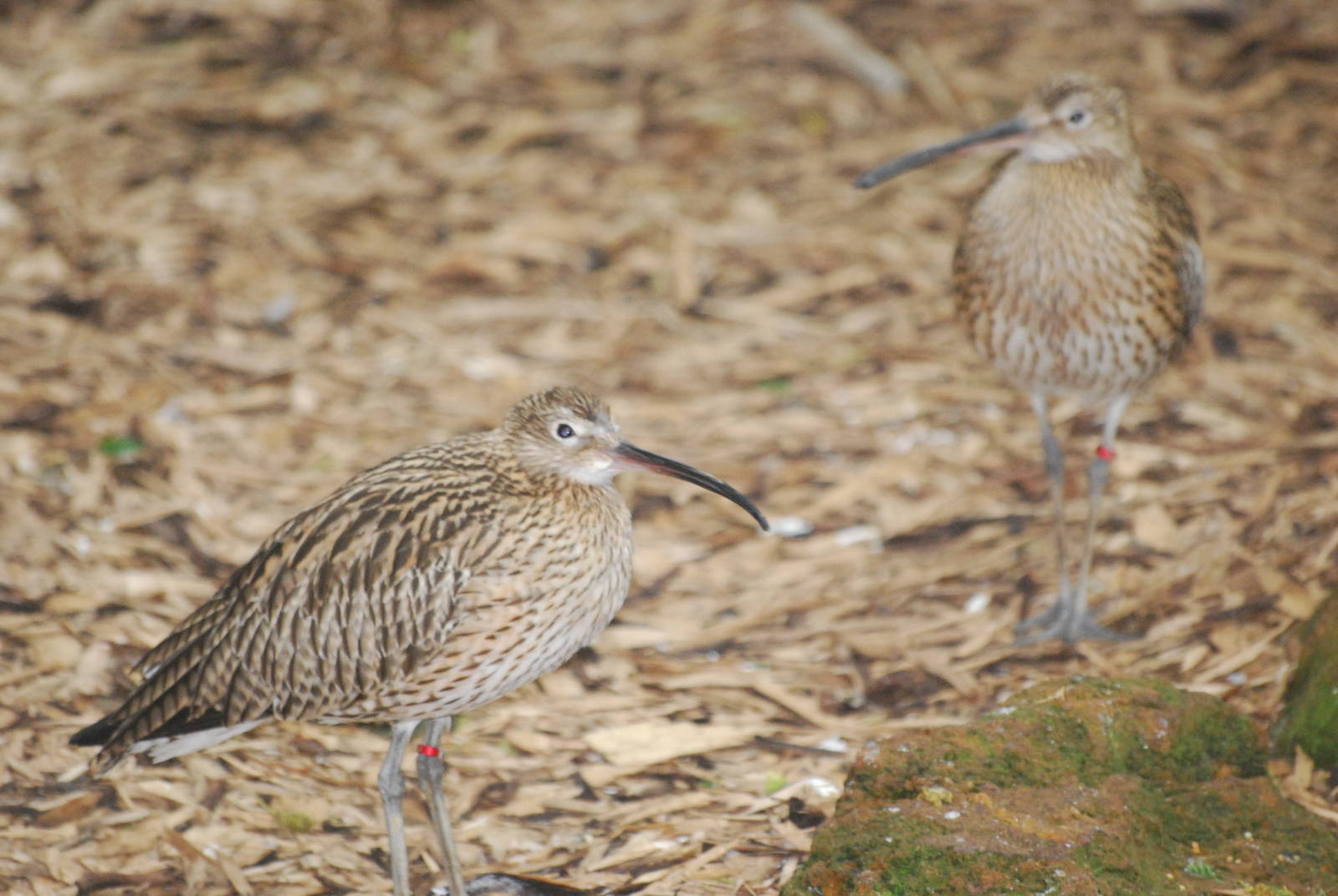 Eurasian curlew