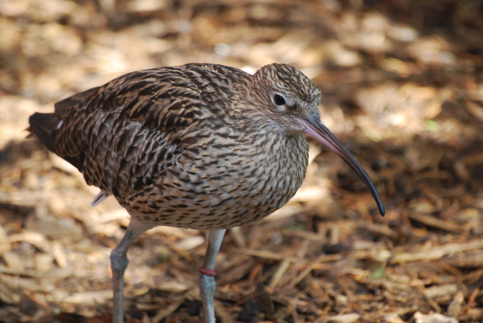 Eurasian curlew