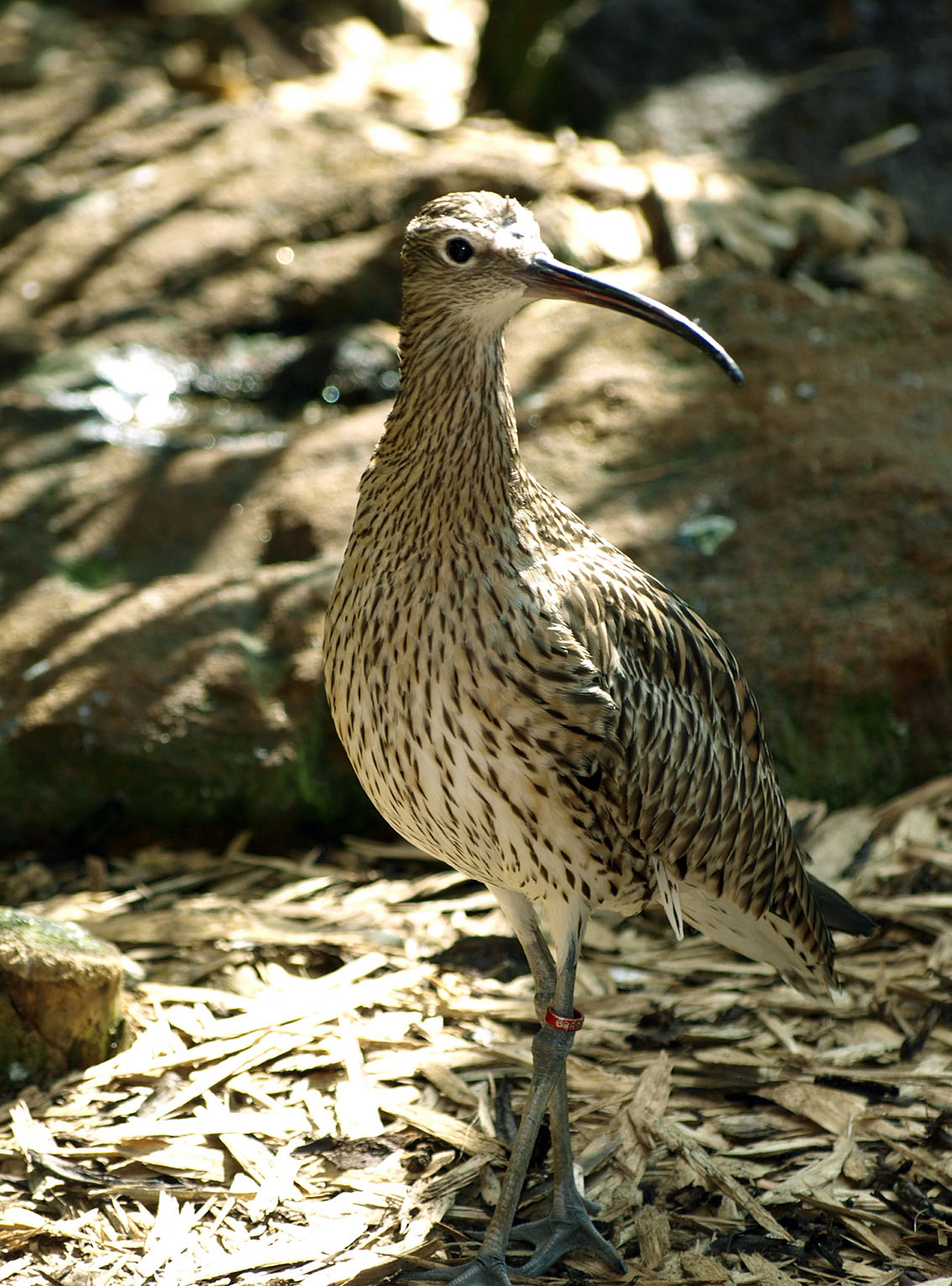 Eurasian curlew