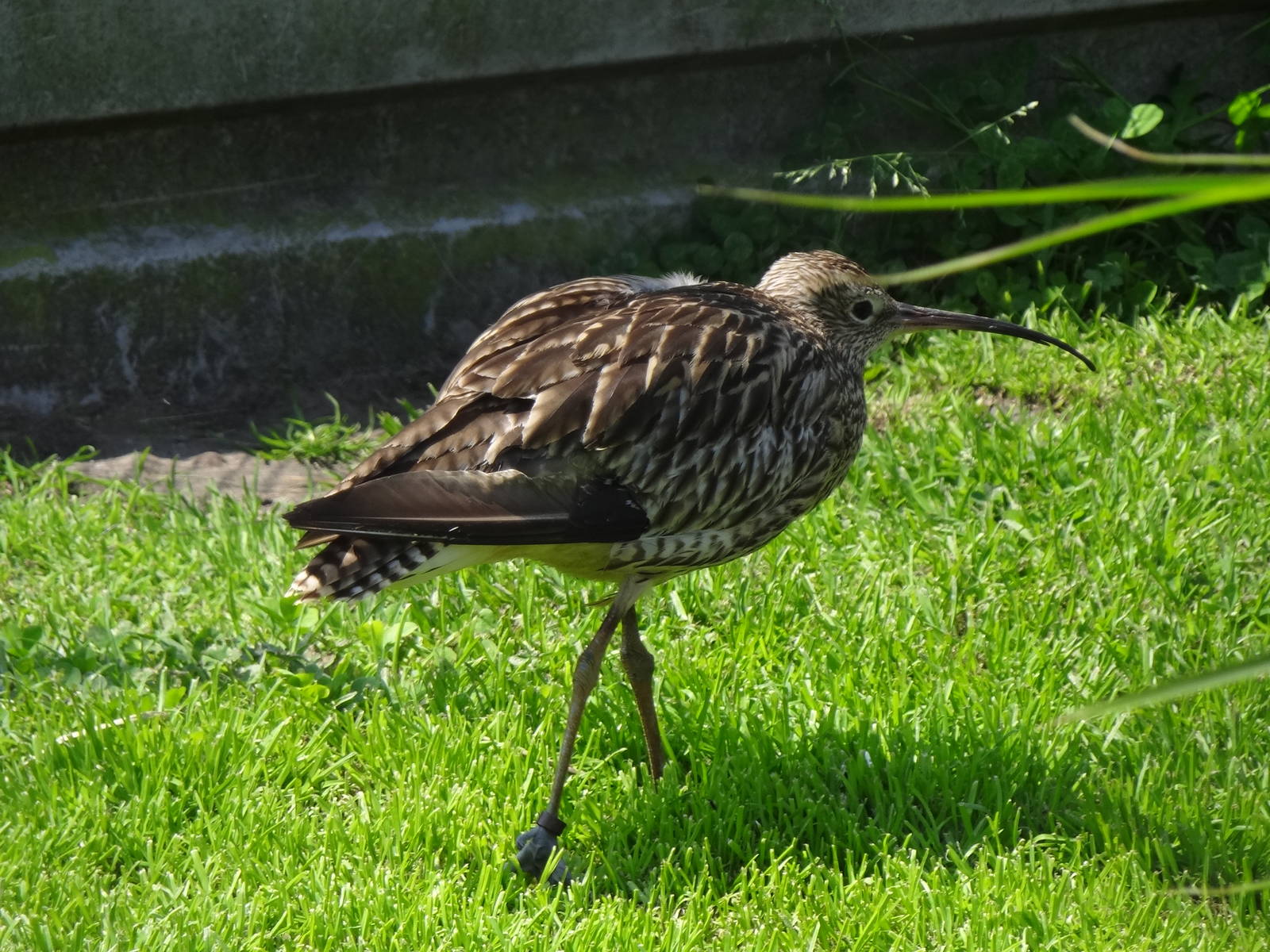 Eurasian curlew