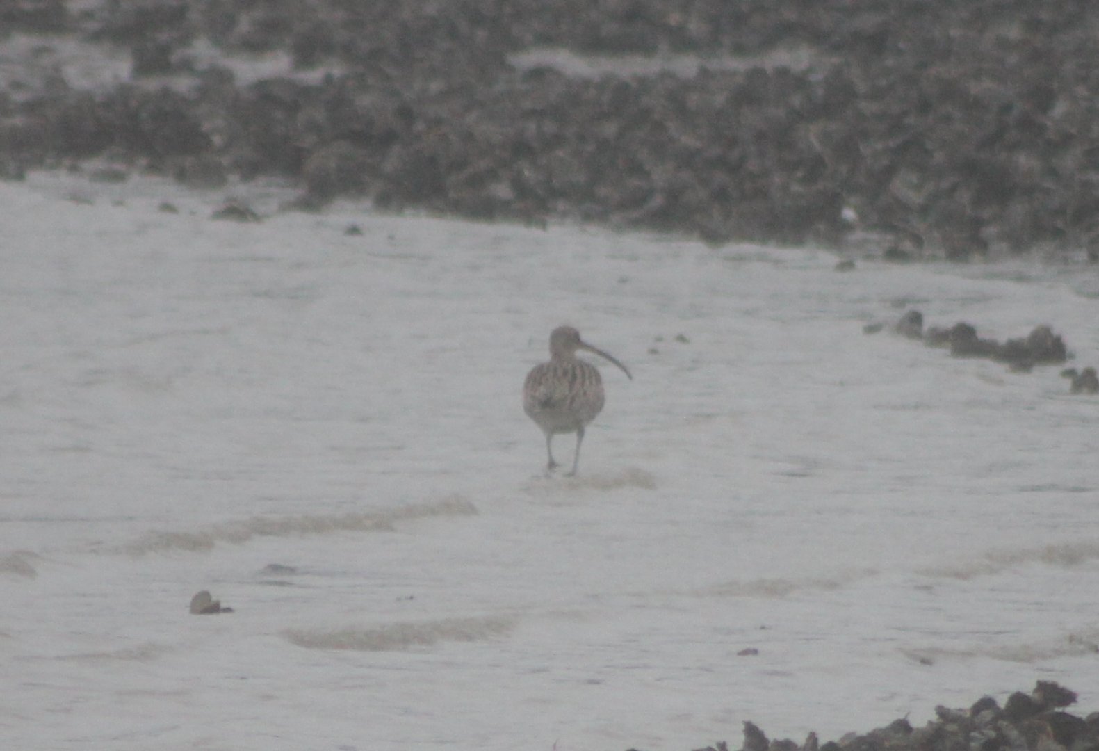 Eurasian curlew
