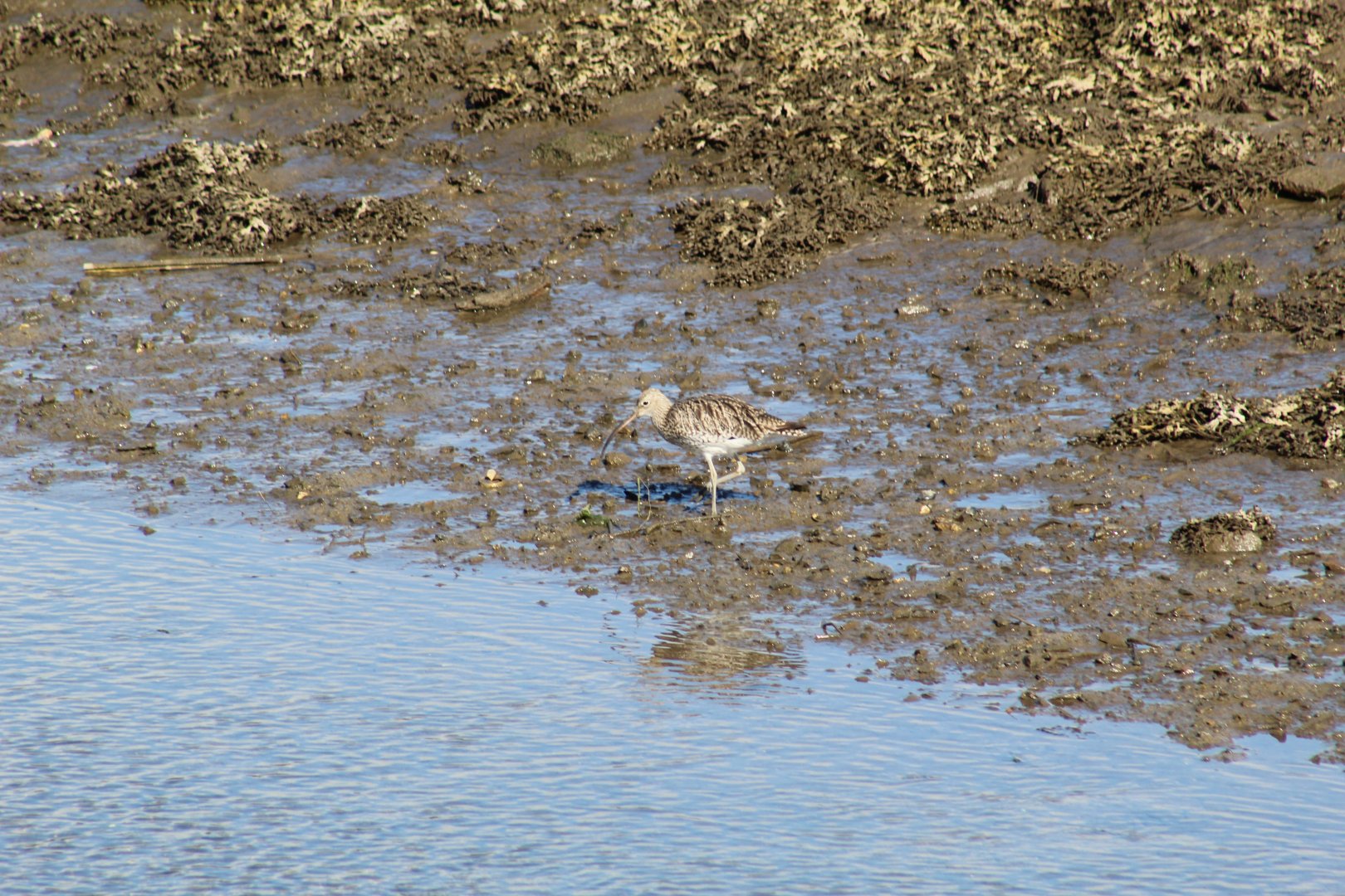 Eurasian Curlew