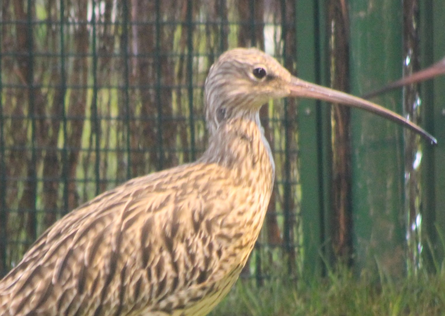 Eurasian curlew